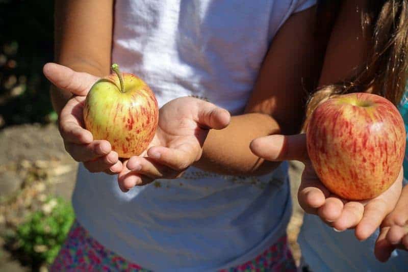 Autumn Activities for Kids - Apple Picking