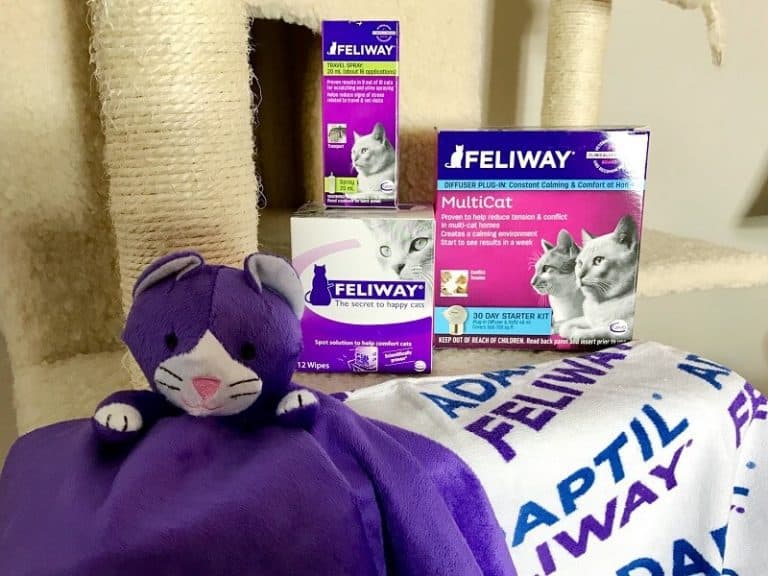How Feliway® and Catego™ Can Help Keep your Cats Happy and Healthy