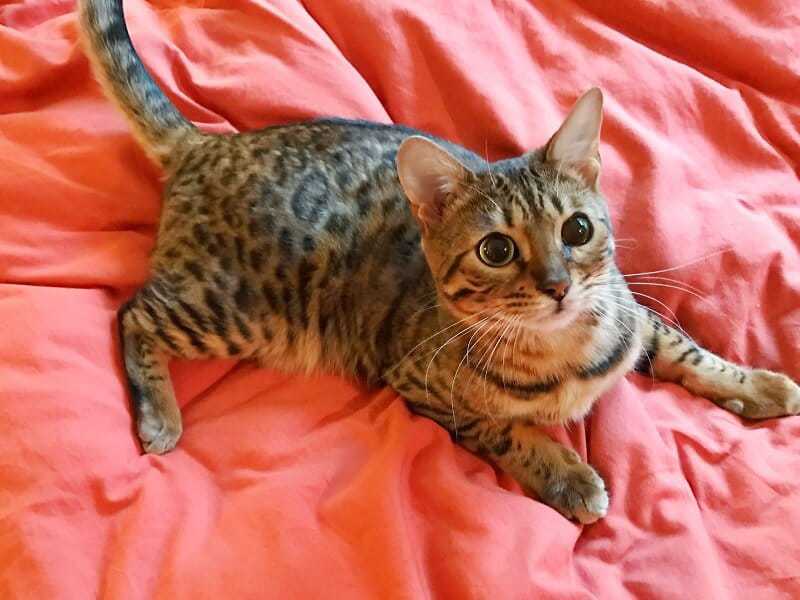 Keeping Cats Happy and Healthy With Feliway® and Catego™