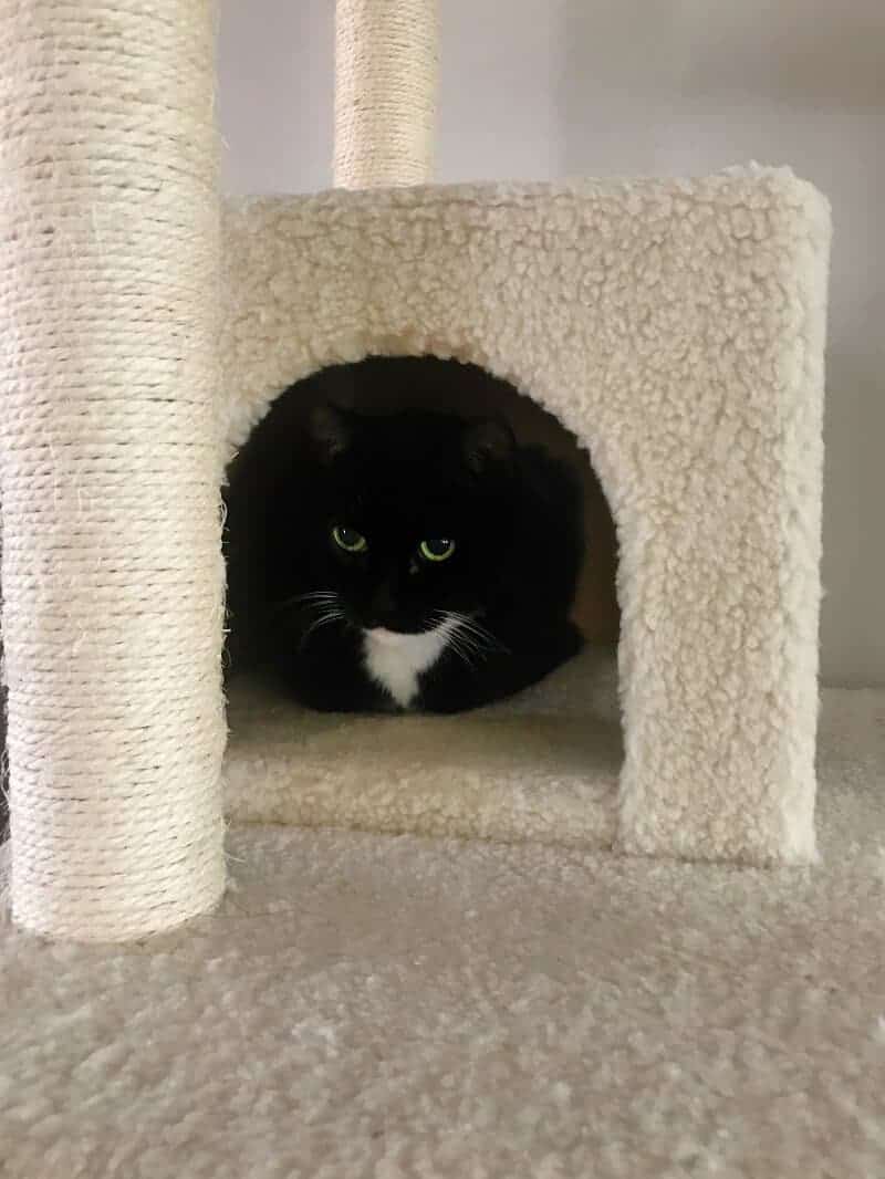 Keeping Cats Happy and Healthy With Feliway® and Catego™