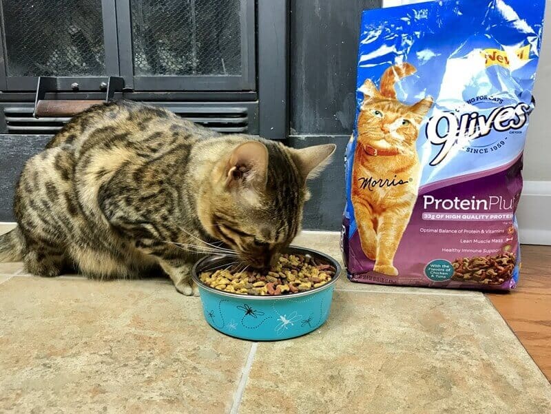 Kaip prižiūrėti katę - maitinkite katę sveiku kačių maistu
