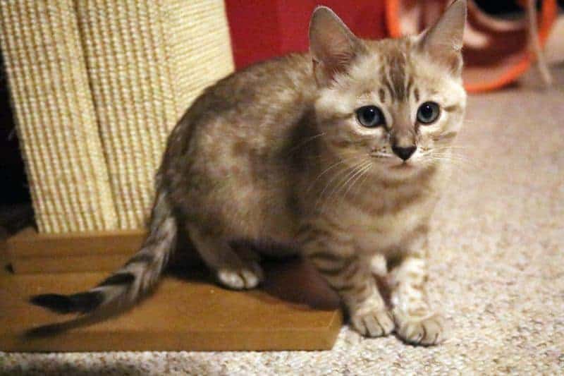With some basic knowledge of how to litterbox train a kitten you can set yourself, and your new cat, up for litterbox success.