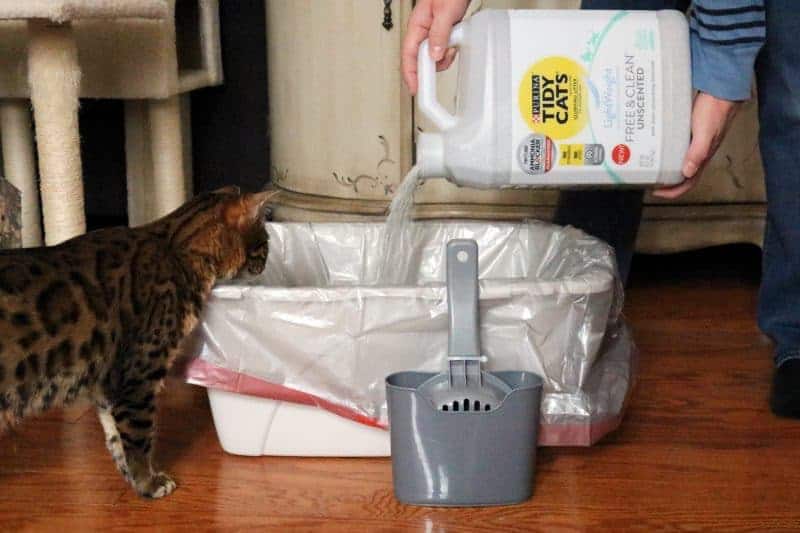 With some basic knowledge of how to litterbox train a kitten you can set yourself, and your new cat, up for litterbox success.