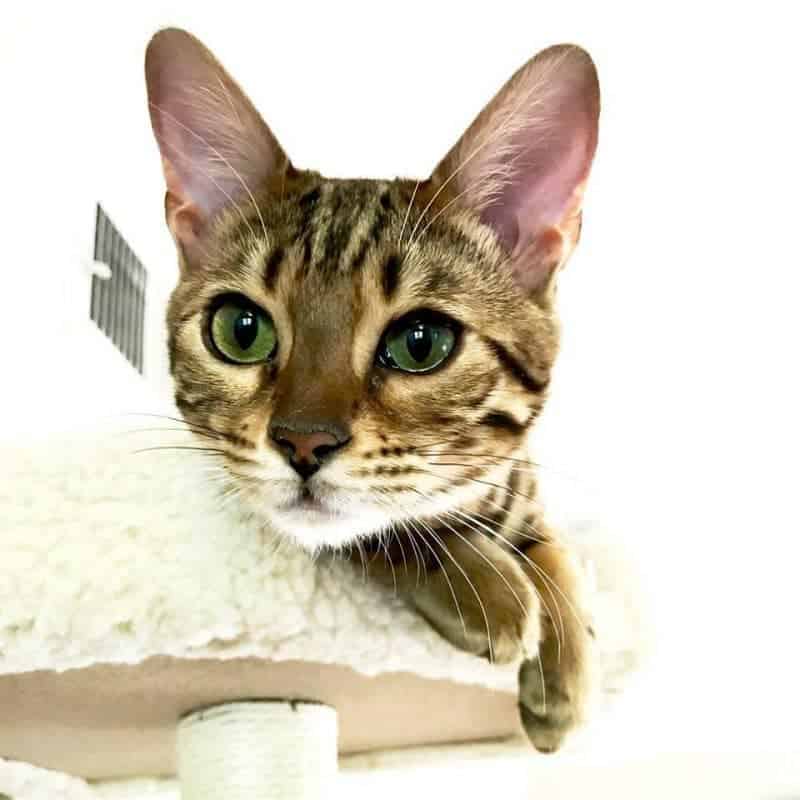 Xena the Bengal on her Perch