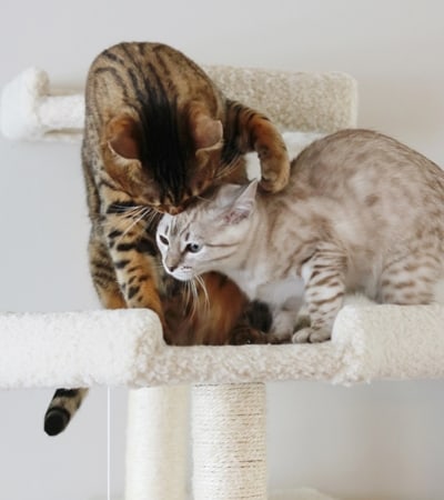 Bengal kitten licking another Bengal kitten on cat tree