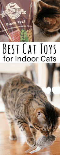 Best Cat Toys For Indoor Cats To Help Them Stay Active