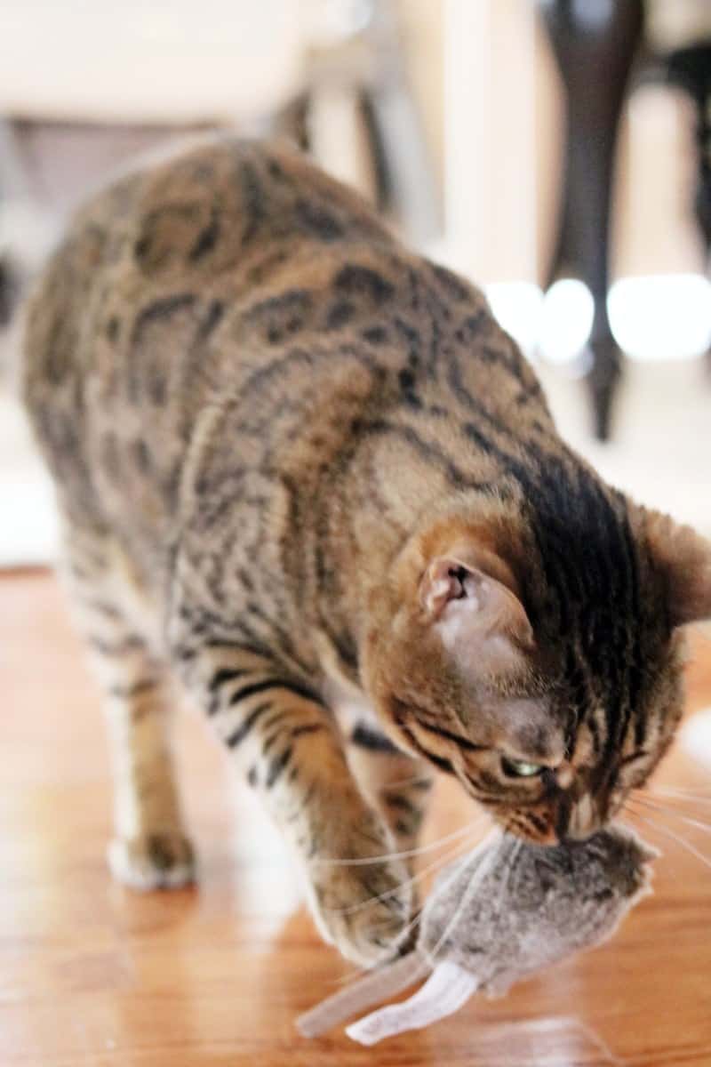 Best Cat Toys For Indoor Cats To Help Them Stay Active