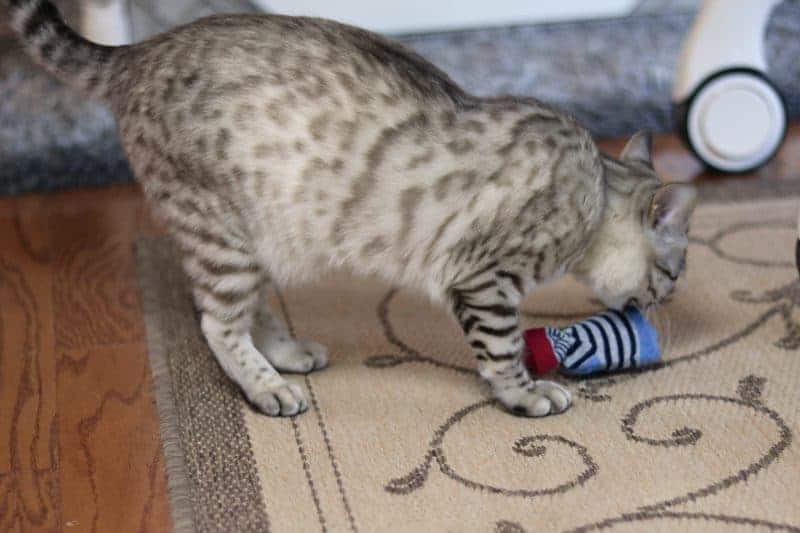 I will show you how to make cat toys using old baby socks. These homemade cat toys are easy to make and perfect for using at home or donating at animal shelters for the cats to enjoy.