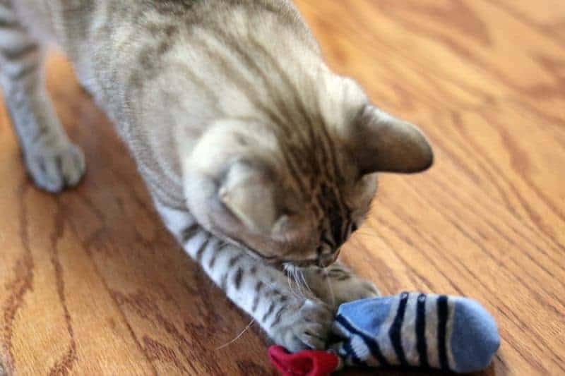 I will show you how to make cat toys using old baby socks. These homemade cat toys are easy to make and perfect for using at home or donating at animal shelters for the cats to enjoy.