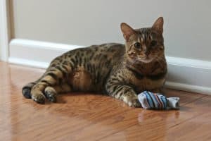 How To Make Cat Toys Using Old Baby Socks