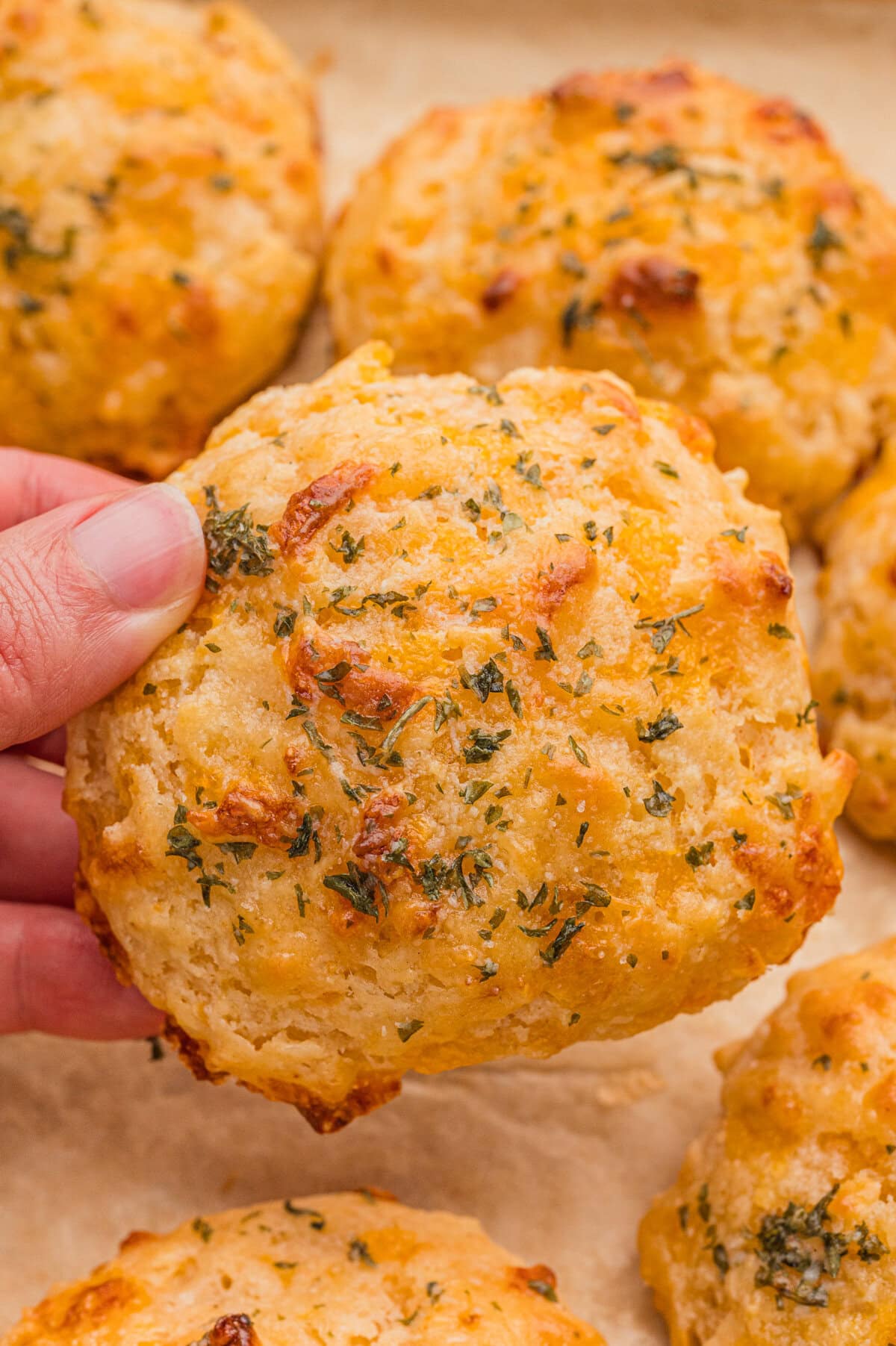 A hand holds a golden cheddar cheese biscuit close to the camera, highlighting its crisp edges, melted cheese spots, and sprinkled herbs. Other biscuits are on a baking sheet below.