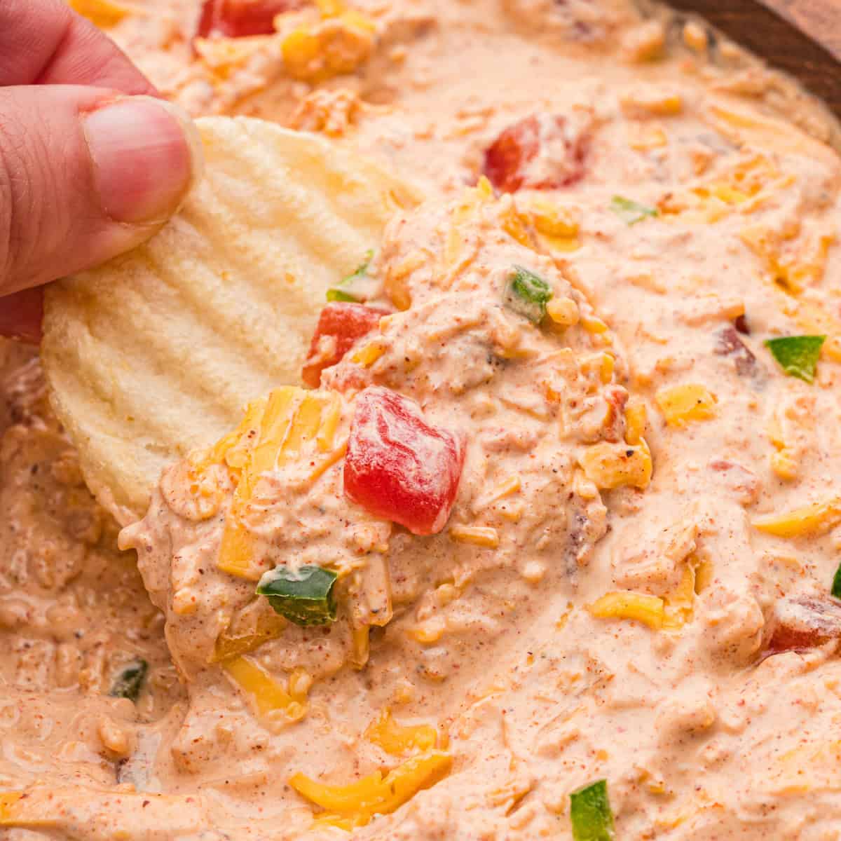 A ruffled potato chip held up with a scoop of dip, diced tomatoes, and shredded cheddar.